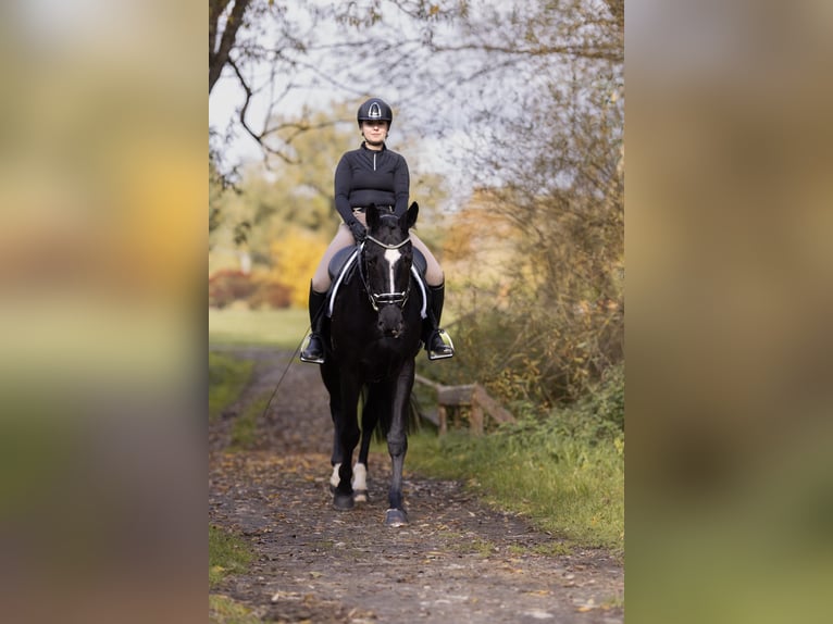 Tschechisches Warmblut Wallach 4 Jahre 168 cm Rappe in Cheb