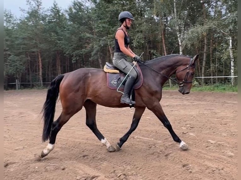 Tschechisches Warmblut Wallach 4 Jahre 168 cm Rotbrauner in Mladá Boleslav