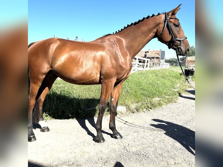 Tschechisches Warmblut Wallach 4 Jahre 170 cm Brauner in Traidendorf