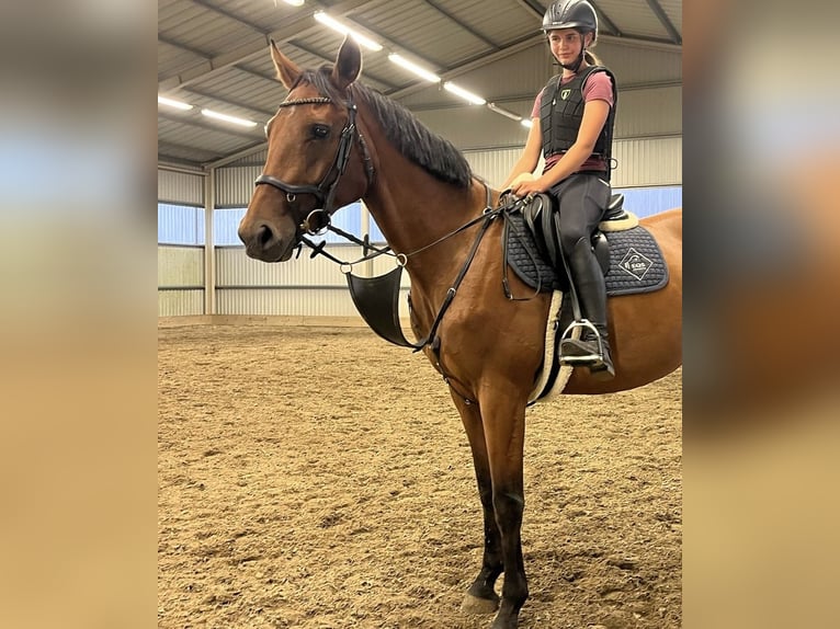 Tschechisches Warmblut Wallach 4 Jahre 170 cm Brauner in Traidendorf