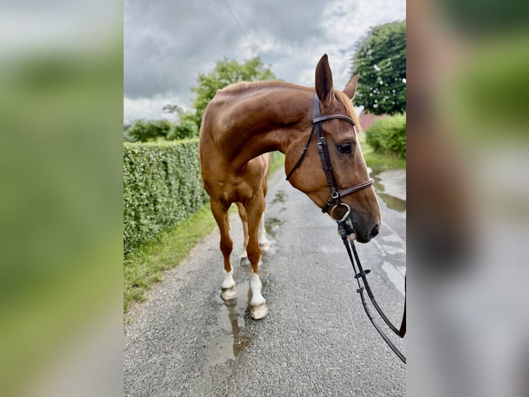 Tschechisches Warmblut Wallach 4 Jahre 172 cm Fuchs in Brniště