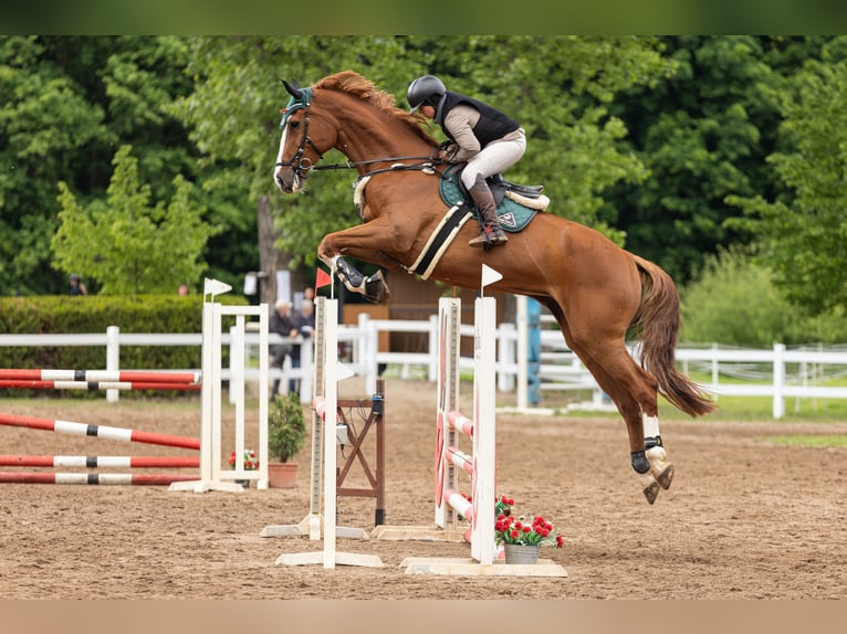 Tschechisches Warmblut Wallach 4 Jahre 172 cm Fuchs in Brniště