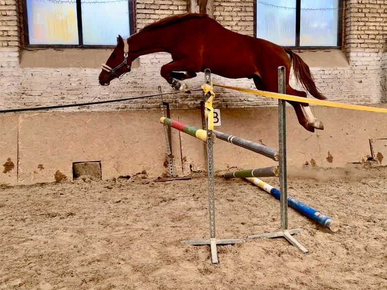 Tschechisches Warmblut Wallach 4 Jahre 172 cm Fuchs in Brniště