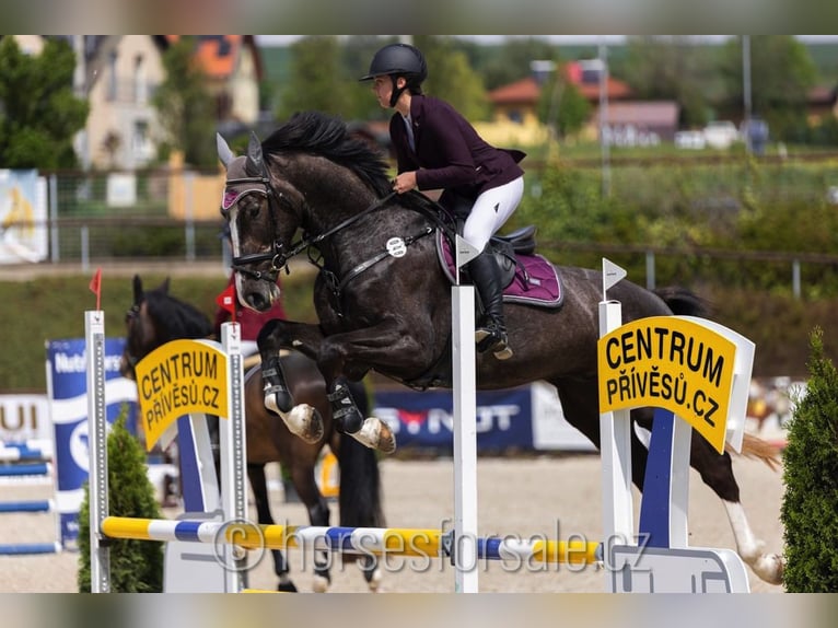 Tschechisches Warmblut Wallach 4 Jahre 175 cm Brauner in Prag Region