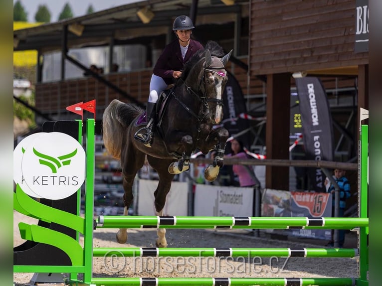 Tschechisches Warmblut Wallach 4 Jahre 175 cm Brauner in Prag Region