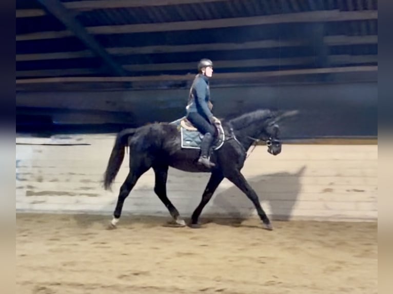 Tschechisches Warmblut Wallach 4 Jahre 178 cm Rappe in Pelmberg