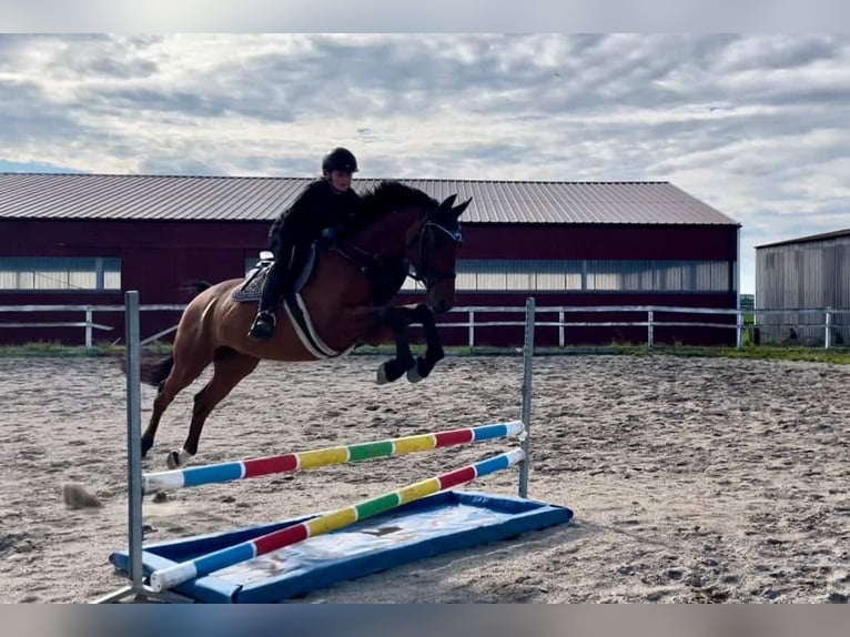 Tschechisches Warmblut Wallach 5 Jahre 169 cm Rotbrauner in Prague