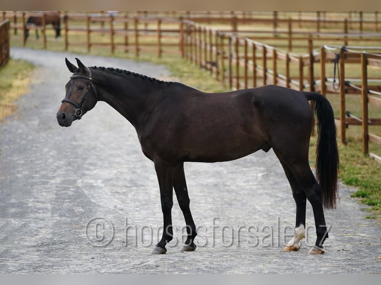 Tschechisches Warmblut Wallach 5 Jahre 169 cm Schwarzbrauner in Pisek