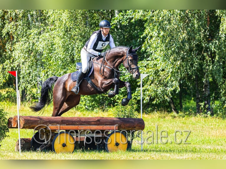 Tschechisches Warmblut Wallach 5 Jahre 169 cm Schwarzbrauner in Pisek