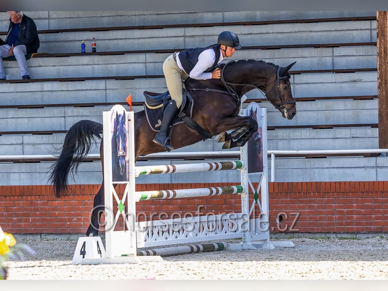 Tschechisches Warmblut Wallach 5 Jahre 169 cm Schwarzbrauner in Pisek