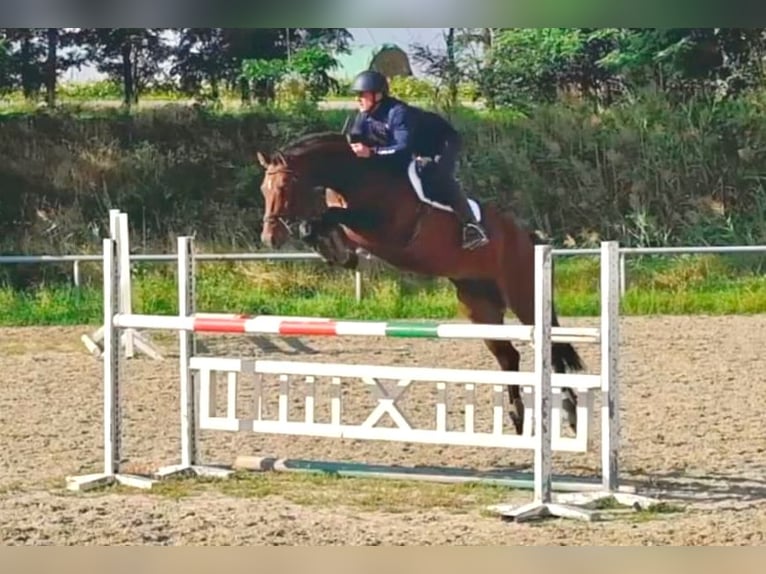 Tschechisches Warmblut Wallach 5 Jahre 170 cm Brauner in Gols Tschechisches Warmblut Wallach 5 Jahre 170 cm Brauner in Gols