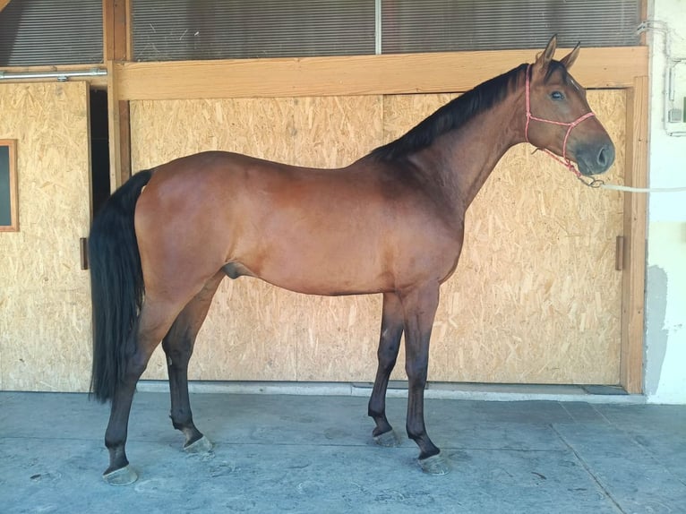 Tschechisches Warmblut Wallach 5 Jahre 170 cm Brauner in Gols Tschechisches Warmblut Wallach 5 Jahre 170 cm Brauner in Gols