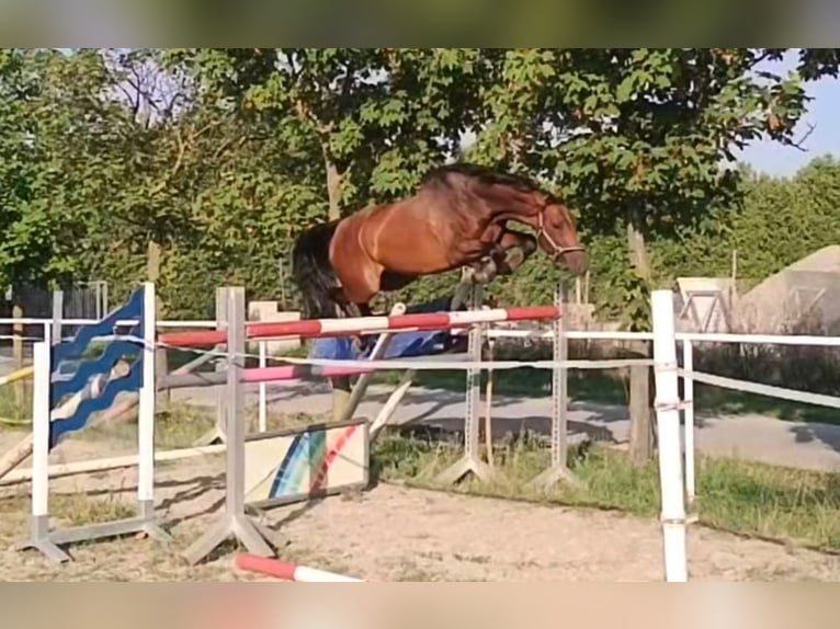 Tschechisches Warmblut Wallach 5 Jahre 170 cm Brauner in Gols Tschechisches Warmblut Wallach 5 Jahre 170 cm Brauner in Gols