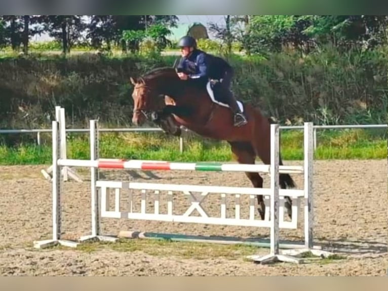 Tschechisches Warmblut Wallach 5 Jahre 170 cm Brauner in Wien, Hietzing Tschechisches Warmblut Wallach 5 Jahre 170 cm Brauner in Wien, Hietzing