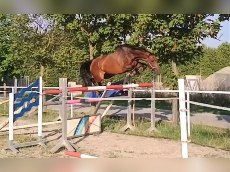 Tschechisches Warmblut Wallach 5 Jahre 170 cm Brauner in Wien, Hietzing Tschechisches Warmblut Wallach 5 Jahre 170 cm Brauner in Wien, Hietzing