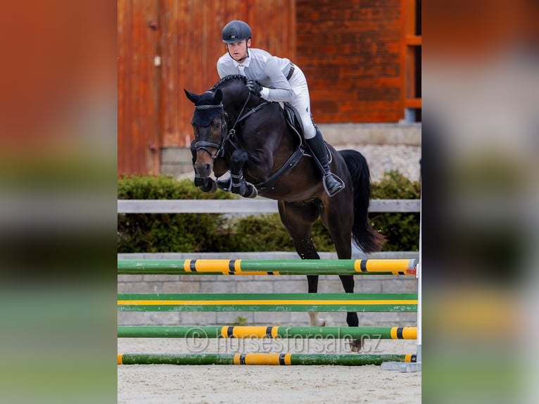 Tschechisches Warmblut Wallach 5 Jahre 170 cm Dunkelbrauner in Pisek