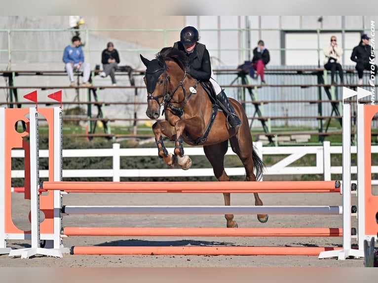 Tschechisches Warmblut Wallach 5 Jahre 170 cm Dunkelfuchs in Prague