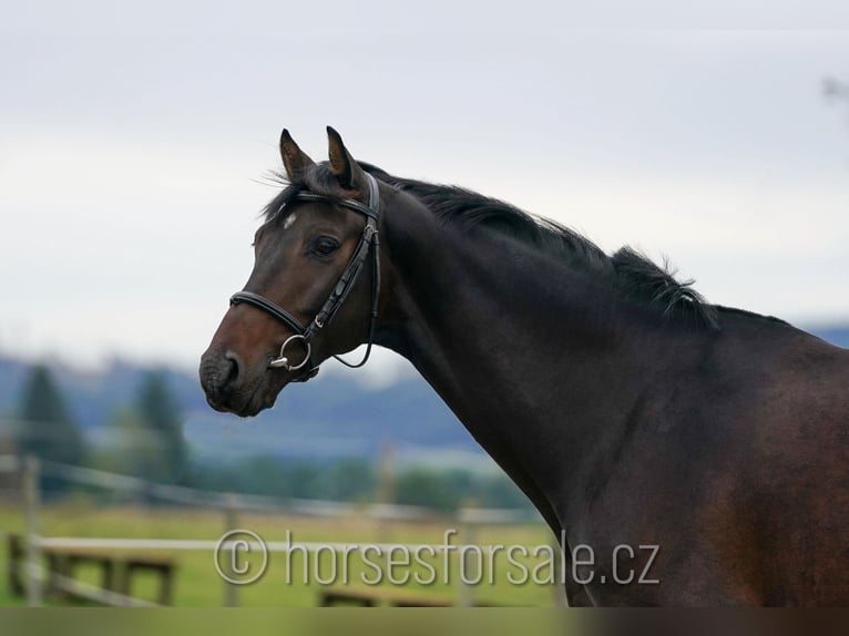 Tschechisches Warmblut Wallach 5 Jahre 171 cm Dunkelbrauner in Region Prag