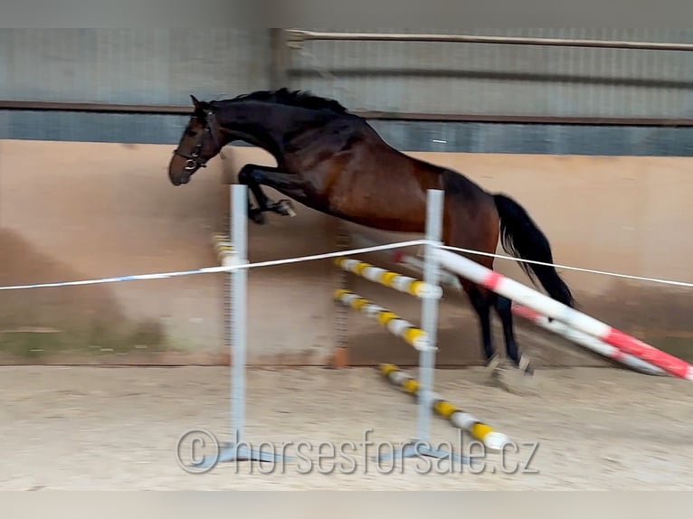 Tschechisches Warmblut Wallach 5 Jahre 171 cm Dunkelbrauner in Region Prag