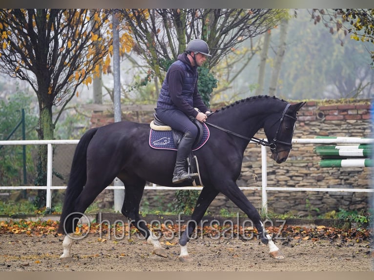 Tschechisches Warmblut Wallach 5 Jahre 172 cm Schwarzbrauner in Neratovice
