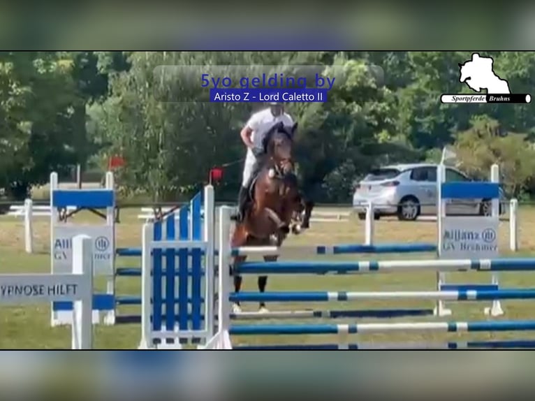 Tschechisches Warmblut Wallach 5 Jahre 173 cm Dunkelbrauner in Gadow