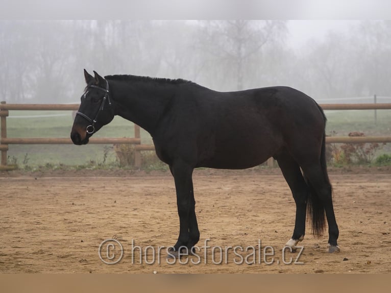 Tschechisches Warmblut Wallach 5 Jahre 173 cm Dunkelbrauner in Ceske Budejovic