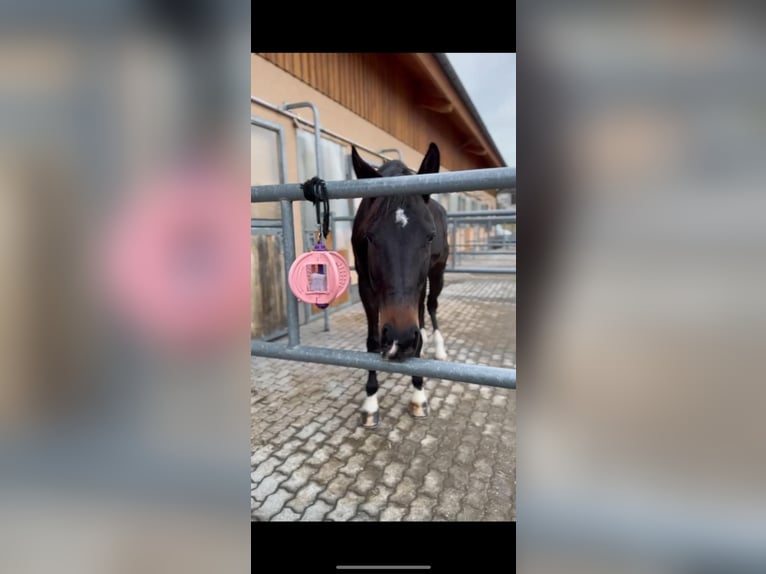 Tschechisches Warmblut Wallach 5 Jahre 178 cm Schwarzbrauner in Hollabrunn