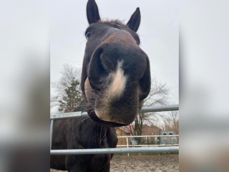 Tschechisches Warmblut Wallach 5 Jahre 178 cm Schwarzbrauner in Hollabrunn