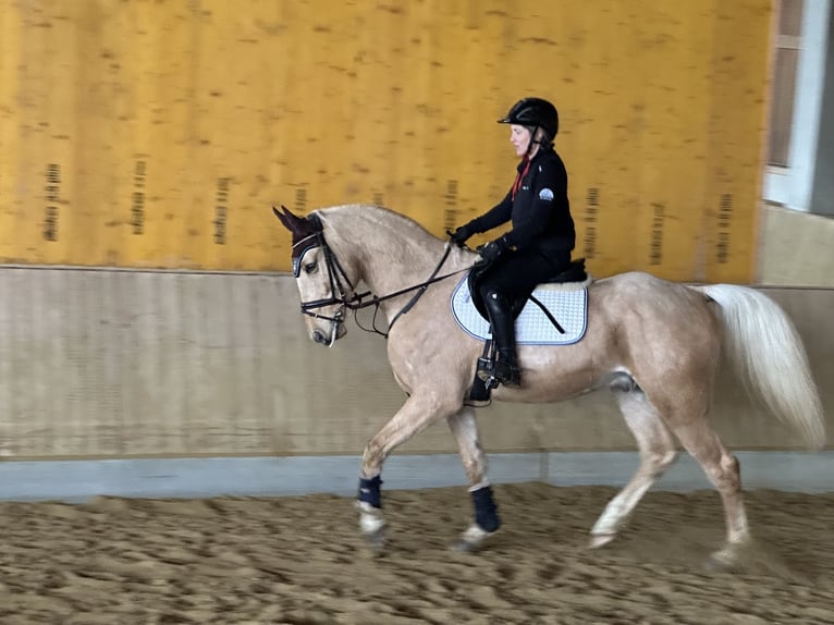 Tschechisches Warmblut Wallach 6 Jahre 164 cm Falbe in Alberndorf In Der Riedmark