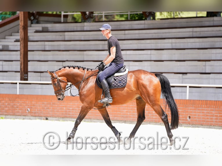 Tschechisches Warmblut Wallach 6 Jahre 165 cm Brauner in 39701