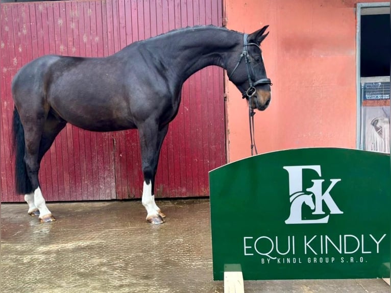 Tschechisches Warmblut Wallach 6 Jahre 169 cm Dunkelbrauner in Prague