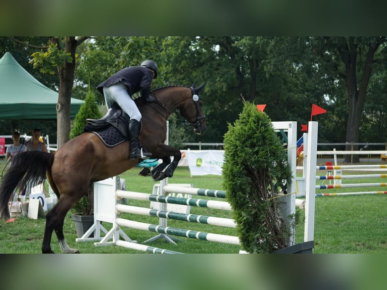 Tschechisches Warmblut Wallach 6 Jahre 170 cm Brauner in Jacobsdorf