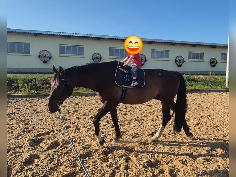 Tschechisches Warmblut Wallach 6 Jahre 170 cm Brauner in Jacobsdorf