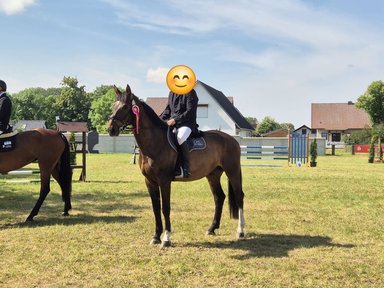 Tschechisches Warmblut Wallach 6 Jahre 170 cm Brauner in Jacobsdorf