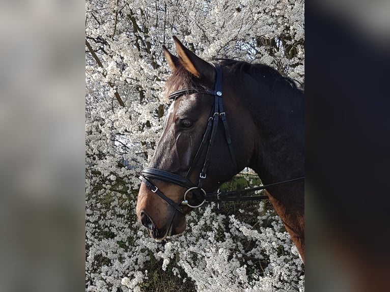Tschechisches Warmblut Wallach 6 Jahre 170 cm Brauner in Jacobsdorf