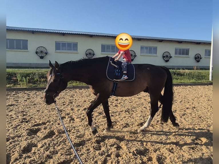 Tschechisches Warmblut Wallach 6 Jahre 170 cm Brauner in Jacobsdorf