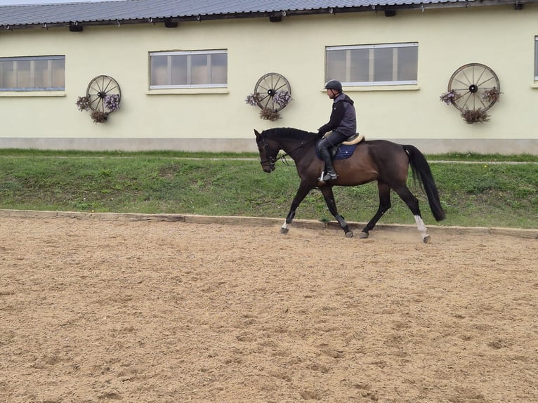 Tschechisches Warmblut Wallach 6 Jahre 170 cm Brauner in Jacobsdorf