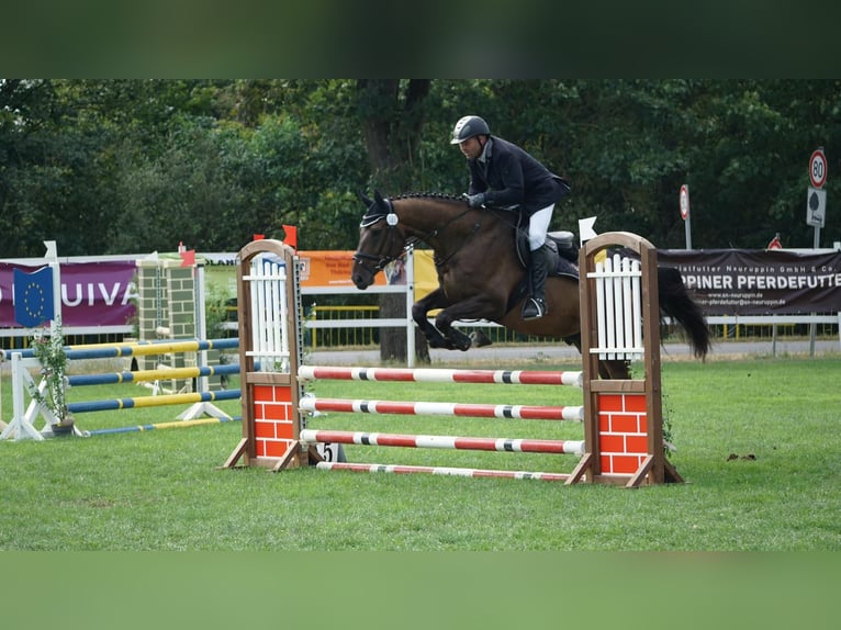 Tschechisches Warmblut Wallach 6 Jahre 170 cm Brauner in Jacobsdorf