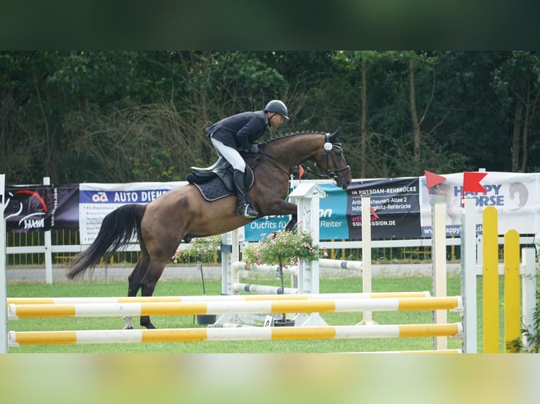 Tschechisches Warmblut Wallach 6 Jahre 170 cm Brauner in Jacobsdorf