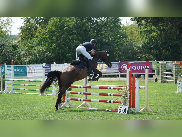 Tschechisches Warmblut Wallach 6 Jahre 170 cm Brauner in Jacobsdorf