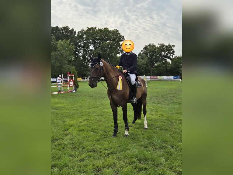 Tschechisches Warmblut Wallach 6 Jahre 170 cm Brauner in Jacobsdorf