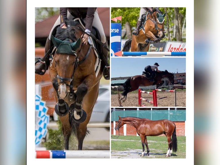 Tschechisches Warmblut Wallach 6 Jahre 170 cm Rotbrauner in Mladá Boleslav