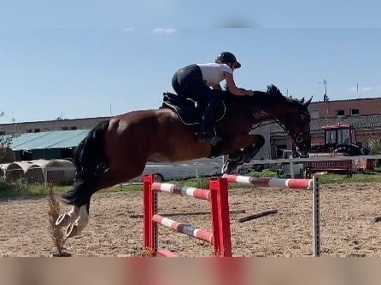 Tschechisches Warmblut Wallach 6 Jahre 170 cm Rotbrauner in Mladá Boleslav