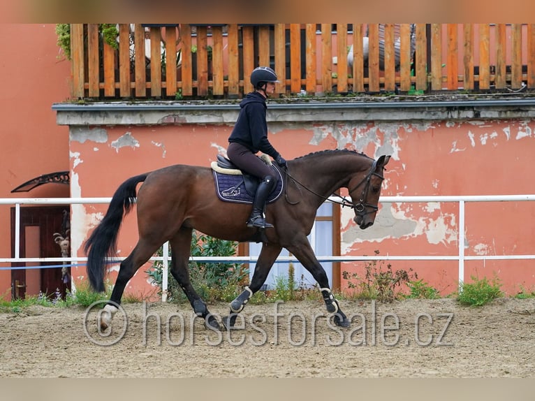 Tschechisches Warmblut Wallach 6 Jahre 171 cm Brauner in Region Prag