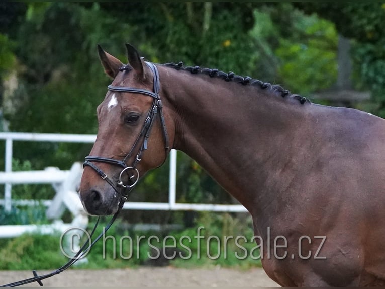 Tschechisches Warmblut Wallach 6 Jahre 171 cm Brauner in Region Prag