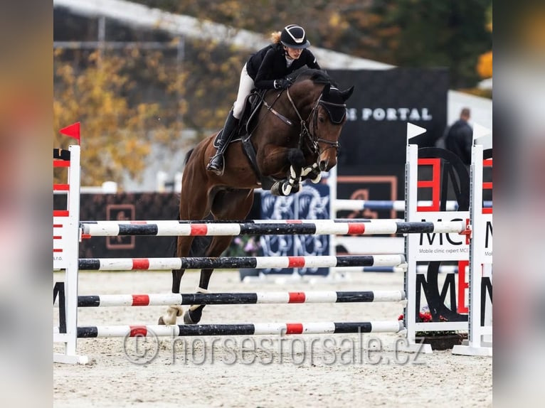 Tschechisches Warmblut Wallach 6 Jahre 171 cm Brauner in Region Prag
