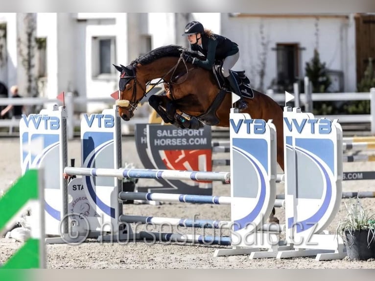 Tschechisches Warmblut Wallach 6 Jahre 171 cm Brauner in Region Prag