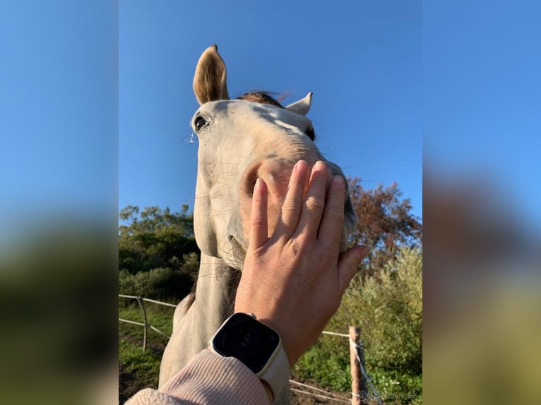 Tschechisches Warmblut Wallach 6 Jahre 177 cm Schimmel in Prešov
