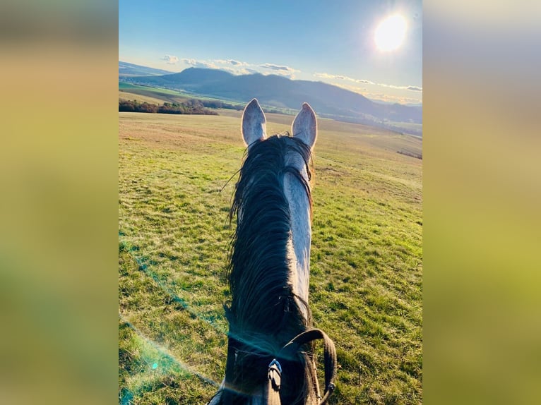 Tschechisches Warmblut Wallach 6 Jahre 177 cm Schimmel in Prešov
