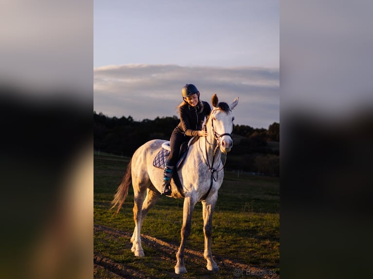 Tschechisches Warmblut Wallach 6 Jahre 177 cm Schimmel in Prešov